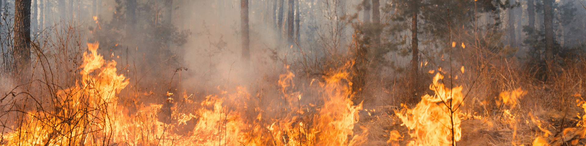 Incendi Boschivi